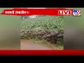 chhatrapati sambhajinagar rain update छत्रपती संभाजीनगरमधील वाघुर नदीला पूर tv9 marathi