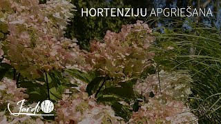 SKARAINO HORTENZIJU UN GRAUDZĀĻU🌾APGRIEŠANA