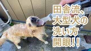 田舎暮らし流大型犬の洗い方！ゴールデンレトリバーティト。goldenretriever