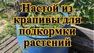 Настой из крапивы для подкормки растений