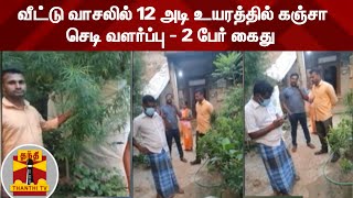 வீட்டு வாசலில் 12 அடி உயரத்தில் கஞ்சா செடி வளர்ப்பு - 2 பேர் கைது | Puducherry