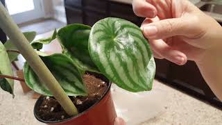 UNBOXING MY WATERMELON PEPEROMIA | DONNA JOSHI