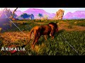 a Solo Elder lion | Animalia Survival