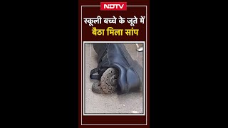 Bhopal में स्कूली बच्चे के जूते में बैठा मिला Asia का सबसे जहरीला Russell's Viper| Snake Viral Video