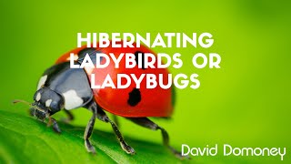 Hibernating Ladybirds/Ladybugs | David Domoney Explains
