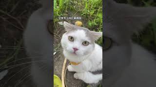 猫：怎么还不来鱼！！ 钓鱼喂猫 回村后的猫咪 记录猫咪日常