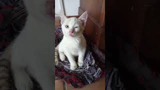 Cute kitten like a doll! அழகான பூனைக்குட்டி மகள்!#funny #cat #cutecat #kitten