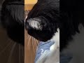 撫でるのをやめると鳴いてねだるハチワレ猫 ねこ ねこのいる生活 ハチワレ 猫 猫好きさんと繋がりたい 猫動画