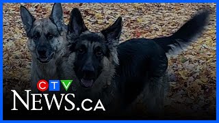 Family dogs shot in broad daylight