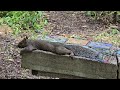 🔴Sóc xám tìm nơi giấu thức ăn và cái kết ?Feeding squirrel & findout where he hides food #squirrel