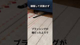 【猫】頭隠して尻隠さずの模範例#shorts #保護猫 #ネコ #キジトラ #先住猫