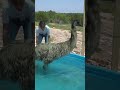 Stompy swims in his new pool for the 1st time! 🥹 #shorts #animalsanctuary