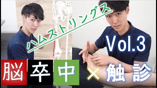 脳卒中 × 触診 ( ハムストリングスの起始停止 片麻痺の立ち上がりの関係 )