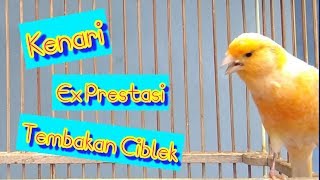 Kenari Starblue Gacor Durasi Panjanh Di Sangkar Kecil Hamster By