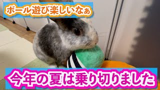 ボール遊び大好きうさぎは今日も元気にシャンシャンしてます【No.29】