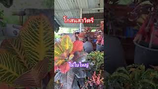 โกสนสาวิตรี ไม้ใบใหญ่ #ลุงกวนลุยสวน #ลุงกวนสวนไม้ด่างโชคเก้าชั้น