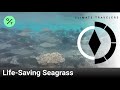 Could Seagrass Save the Maldives? | Climate Travelers