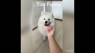 Too funny reaction by dogs on middle finger 😅😂😂  #shorts #funnyvideo #mayapolarbear #videocredits