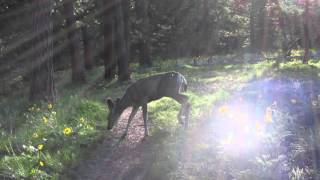 Your Moment of Missoula Zen #46 (dappled deer)