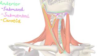 Neck Anatomy - Anterior Triangle, Posterior Triangle