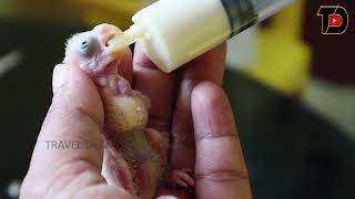 Birds Hand Feeding Proper Guideline in malayalam