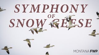 Snow Geese Migration to Freezout Lake Wildlife Management Area