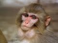 wild china monkeys of the middle kingdom monkey documentary natural history