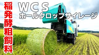 稲WCS（ホールクロップサイレージ）収獲と特性をご紹介します！【稲発酵粗飼料】【今金町黒毛和牛】【北海道和牛】【水田活用】