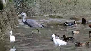 Friends of the heron / アオサギと海の仲間