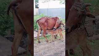 கன்று குட்டி தாயிடமிருந்து பால் குடிக்கும் காட்சி | New born calf drinking milk from mother #Shorts