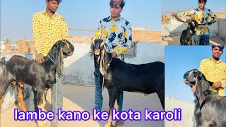 lambe kano wale kota karoli bakre #kotabakra #tonkbakra #kotabakramandi #kotabakre #kota #longears