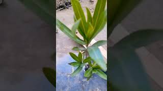 Oleander flower plant buying from online @funwithplantsandpaper3925