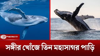 সঙ্গীর খোঁজে তিনটি মহাসাগর পাড়ি | Humpback Whale Sets Record | The Metro TV