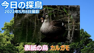 今日の探鳥 2022年5月8日撮影