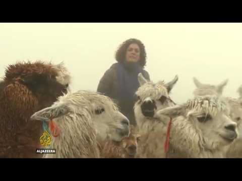 34297 rainfall agriculture Al Jazeera Extreme weather hits Peru's alpacas 34297 rainfall agriculture Al Jazeera Extreme weather hits Peru's alpacas