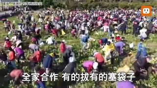 芬園拔蘿蔔 民眾嗨翻！700人7分鐘拔光8分地