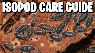 Isopods: The Ultimate Beginner's Guide to Care & Breeding