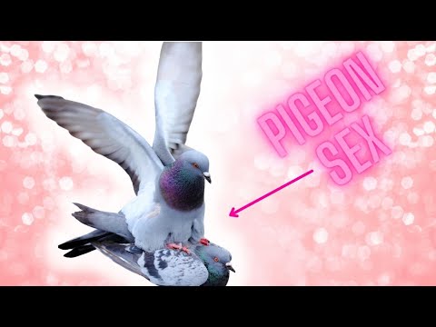 Do pigeons reproduce sexually?