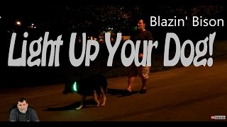 Blazin Bison LED Dog Collar