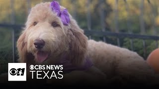 Honey, the comfort dog, helps North Texas families find peace after loss
