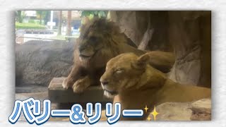 雨宿り❤️バリー\u0026リリー【ライオン】とべ動物園2023年6月30日