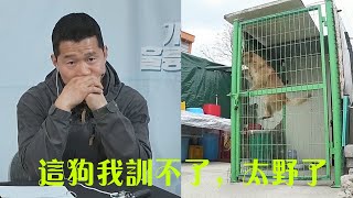 珍島犬咬死貓咪又咬山羊，之後又連傷數人，訓犬師來後也直言不訓了，訓了也沒任何意義！