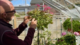 Cutting Back Zonal Pelargoniums Hard for Winter