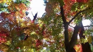 2016 京都　松尾大社　Kyoto Matsunoo-taisha Shrine (Matsuo-taisha)