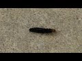 soldier beetle larvae hunting 2018