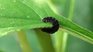 Soldier beetle larvae hunting 2018