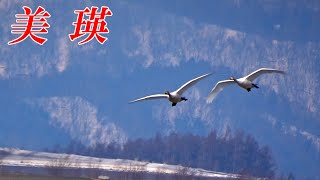 【北海道 美瑛】４月の雪景色と白鳥の群れ