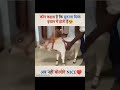 youtubeshorts shorts ias upsc ips cow cowbaby beautiful like subscribe