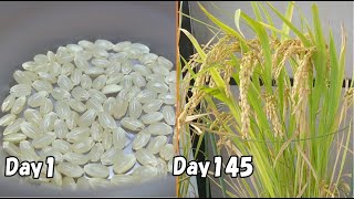 スーパーで買った玄米を発芽させてバケツに植えてみると…(米栽培)  / How to grow rice  from brown rice bought at the store.