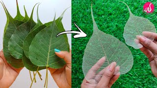 How to Make Skeleton leaf || Peepal leaf Craft || Leaf Art